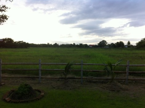 the view