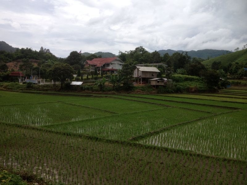 view from an elephant