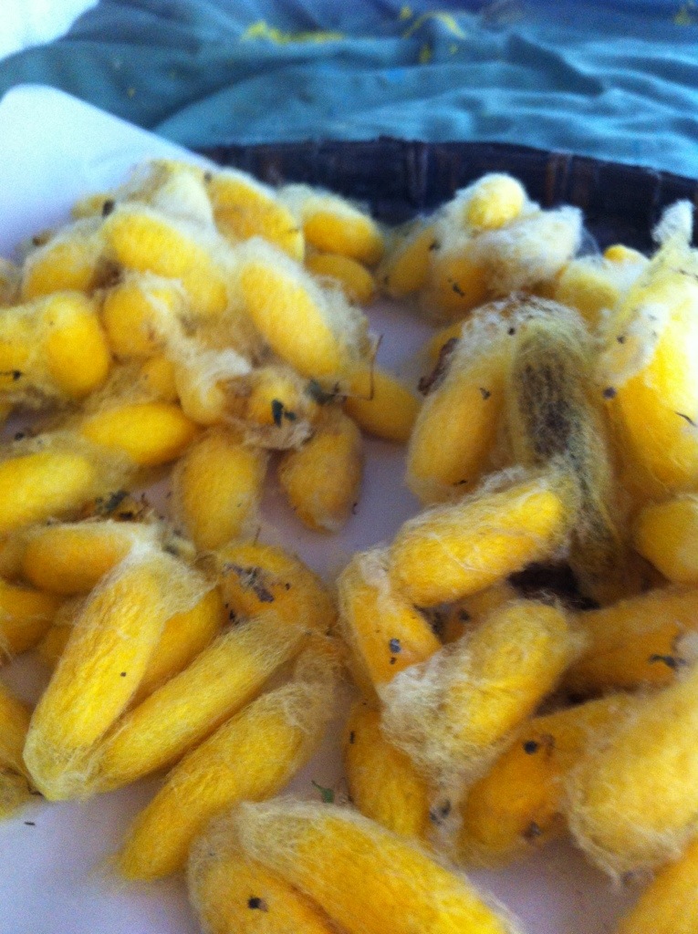silk cocoons